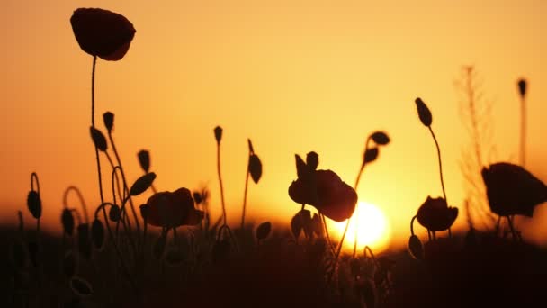 Maravillosas Amapolas Rojas Que Crecen Una Zona Ilimitada Ucrania Atardecer — Vídeos de Stock