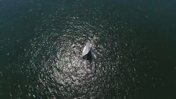 Foto Aérea Pequeño Barco Que Mueve Dnipro Día Soleado Verano — Vídeos de Stock