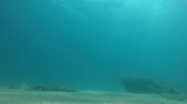 Scuba dalgıçlar yavaş hareket yavaş hareket te yaz güneşli bir günde bir deniz tabanında weedy taşlar ile sualtı dünyasının slo-mo Amazing görünümünde yaz aylarında sarı alt kayalar üzerinde yüzme.