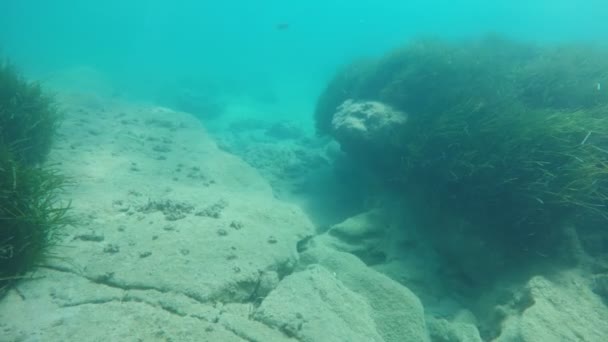 スキューバダイバーは スローモーションで夏の晴れた日に海底で雑草岩と水中世界の印象的な眺めで夏の雑草底石の上を泳いでいます — ストック動画