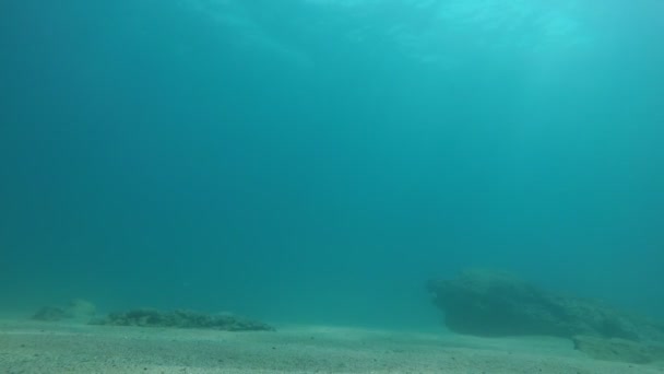 スキューバダイバーは スローモーションで夏の晴れた日に海底で雑草の石で水中世界の素晴らしい眺めで夏に黄色の底の岩の上に泳いでいます — ストック動画