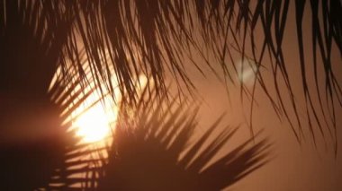 Alanya'da bir deniz plajında sallanan egzotik palmiye yaprakları slo-mo muhteşem görünümünde slo-mo egzotik palmiye yaprakları slo-mo yaz aylarında Alanya'da uzak görülen pırıl pırıl bir güneş ile gece bir sahilde sallayarak