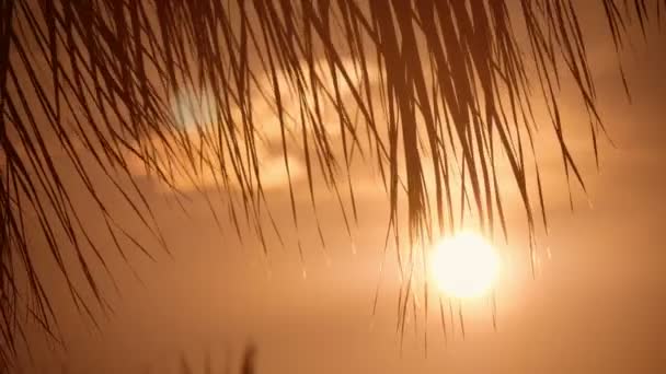 长长的棕榈叶在黑暗的日落时分在阿拉尼亚的海边挥舞 在缓慢的日落中 令人印象深刻的长棕榈叶在夜间在海岸飘动 夏天在土耳其的懒洋洋的阳光下 远处可以看到波光粼粼的太阳 — 图库视频影像