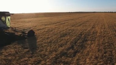 Şık bir parlak gün batımı içinde harman buğday bitkileri birleştirerek hava çekimi parlak gün batımı sırasında büyük bir buğday alanında dönen bir eşikler ile akıllı bir şekilde birleştiren kuş bakışı. Drone yakınlarda uçar.