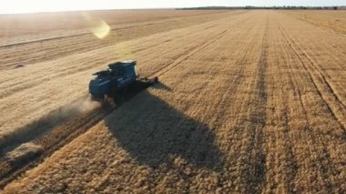 Bir eşikler hava çekimi köpüklü günbatımı buğday bitkileri toplama birleştirir günümüzde Inanılmaz kuş bakışı, aynı hızda gün batımında parlayan bir buğday alanında bir toz bulutu ile hareket birleştiriyor