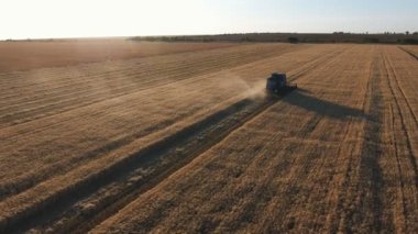 Modern bir havadan çekilen güneş batımında buğday tarlası hasat tahılları birleştirmek güzel kuş bakışı hasat bir toz bulutu ile hareket birleştiren bir düşük uçan drone takip gün batımı büyük bir buğday alanında.