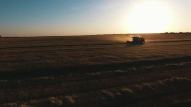 Gün batımında bir kombine hasat eşikeli ve batak tanecinin hava çekimi, gün batımı içinde büyük tarım arazileri ile hasat toplama tahıl birleştirilmesi pastoral kuş bakışı görünümü. Drone aynı hızda yan yana uçar.