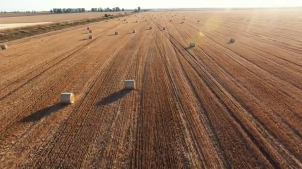 Luftaufnahme Eines Kunstvollen Weizenfeldes Mit Vielen Großen Strohrollen Sommer Optimistische — Stockvideo