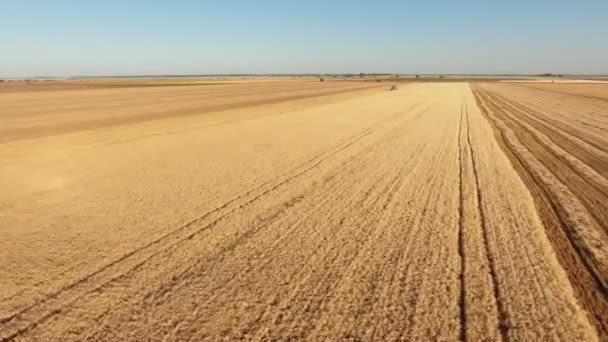 Воздушный Снимок Низколетящего Беспилотника Приближающегося Стоящему Комбайну Пшеничном Поле Прекрасный — стоковое видео