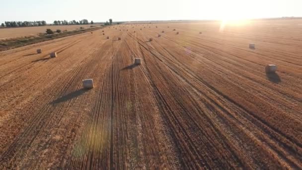 Vzdušný Záběr Pusté Pšeničné Polní Oblasti Mnoha Velkými Svitky Slámy — Stock video