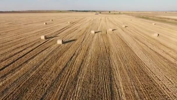 夏に大きなわらを巻く地平線のない小麦畑の空中ショット 夏の晴れた日に大きなわらロールで覆われた無限の小麦農地の印象的な鳥の目のビュー — ストック動画