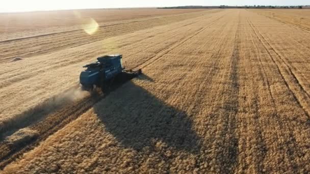 Воздушный Снимок Молотильного Комбайна Собирающего Урожай Пшеницы Сверкающем Закате Удивительный — стоковое видео