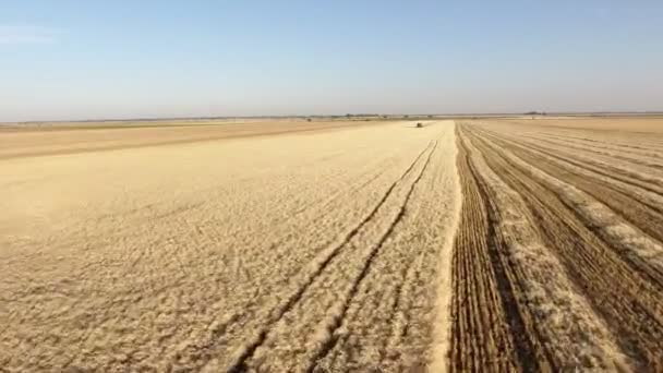 Foto Aérea Avión Tripulado Vuelo Rápido Bajo Sobre Campo Trigo — Vídeo de stock