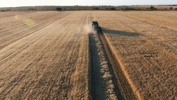 Aerial Shot Numera Kombinera Samla Spannmål Vete Jordbruksmark Vid Solnedgången — Stockvideo