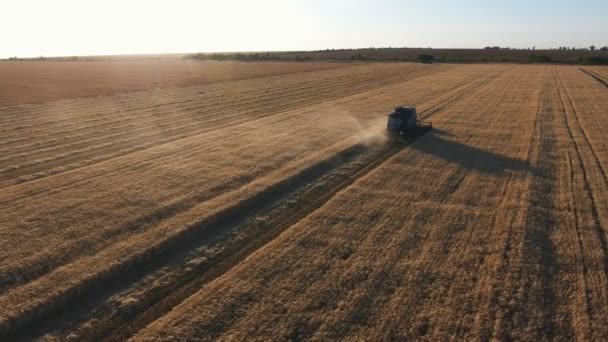日没時に小麦農地で穀物を収穫する近代的な組み合わせの航空写真 日没時に大きな小麦畑でほこり雲と移動し 低空飛行ドローンが続く — ストック動画
