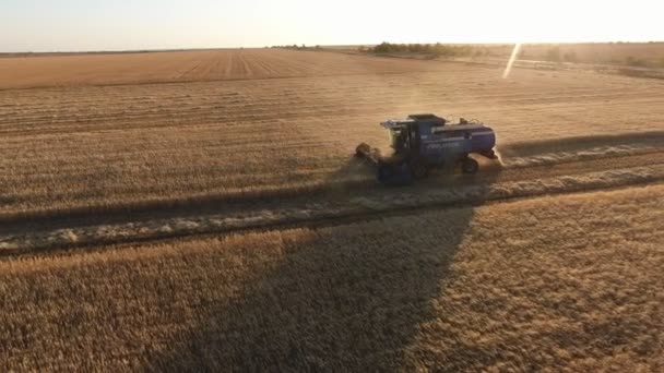 Aerial Shot Combine Man Cabin Threshing Grains Sunset Striking Bird — Stock Video