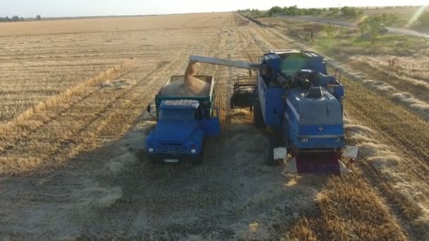 Colpo Aereo Grano Maturo Versato Camion Terreno Agricolo Giallo Eccitante — Video Stock