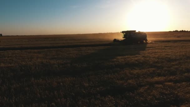 Повітряний Постріл Сучасного Комбайна Збирання Подрібнення Пшениці Заході Сонця Дивовижний — стокове відео