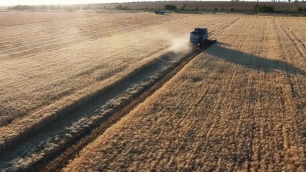 Tiro Aéreo Moderno Combinar Trigo Debulha Enorme Campo Trigo Verão — Vídeo de Stock