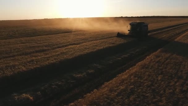 日没時に大きな畑で小麦を集める収穫機を組み合わせた収穫機のスレッシングと勝利の穀物の空中ショット 低空飛行ドローンは 同じ速度で前方に舞い上がる — ストック動画