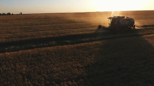 Повітряний Вигляд Робочого Комбайна Великому Пшеничному Полі Під Час Заходу — стокове відео
