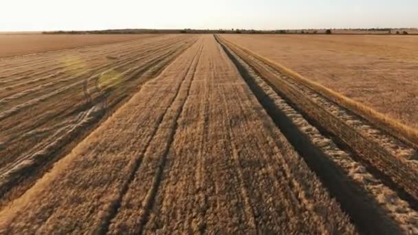 Luftaufnahme Eines Grenzenlosen Weizenfeldes Sommer Von Einer Tief Fliegenden Drohne — Stockvideo