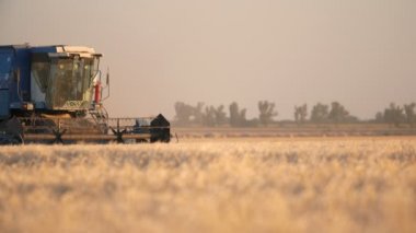 Kiev, Ukrayna-21 Haziran 2019: yavaş hareket yaz aylarında güneşli bir gün büyük tarım arazisi üzerinde bir görmek-Through kabin, olgun buğday hasat ile ileri kombine hasat ilham verici görünümü.