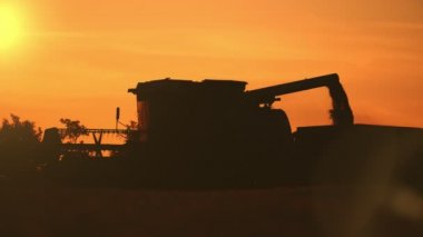 Bir kamyon gövdesine düşen buğday bitkileri, SLO 'da güzel günbatımı bir araya gelen-Hayır karanlık bir kombine hasat ve buğday tahıl yavaş hareket yaz aylarında parıldayan altın günbatımı içinde kamyon gövdesine uzun bir boru üzerinden düşen heyecan verici görünümü