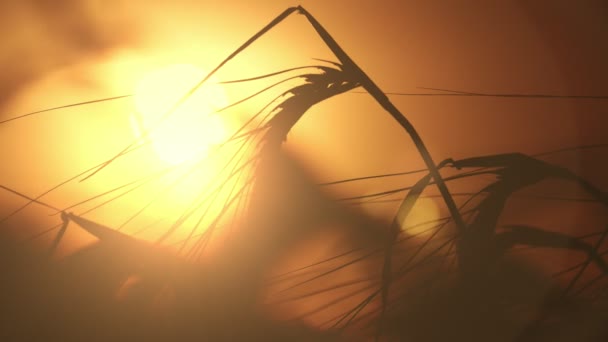 Espicas Trigo Crujiente Esperando Ser Cultivadas Campo Grande Atardecer Oscuro — Vídeo de stock