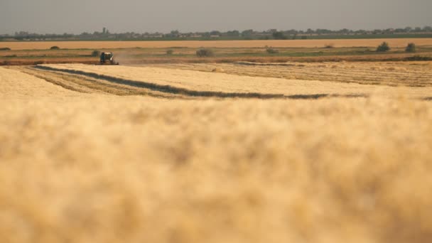 Classy Combine Harvester Threshing Plump Wheat Spikes Sunny Day Slo — Stock Video