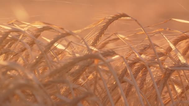 スローモーションで日没時に大きな農場で勝つために待っているサクサク小麦スピカスローモーションで夏の輝く光線で輝く夕日に地平線のない小麦農地に集まるのを待っているふっくらした小麦のスパイクの豪華なクローズアップ — ストック動画