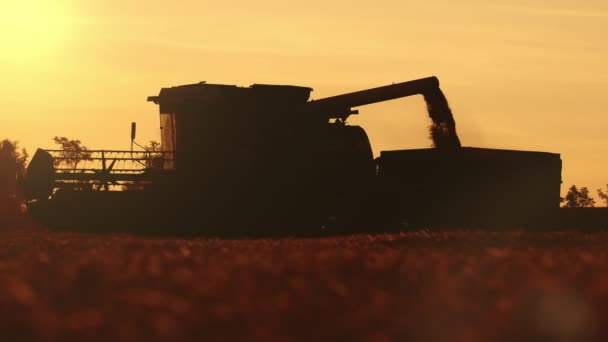 Combine Silhueta Grão Trigo Derramando Caixa Caminhão Pôr Sol Slo — Vídeo de Stock