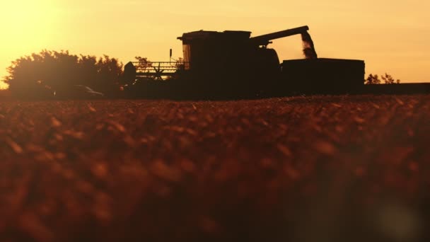 Grain Blé Coulant Dans Corps Camion Partir Une Combinaison Coucher — Video