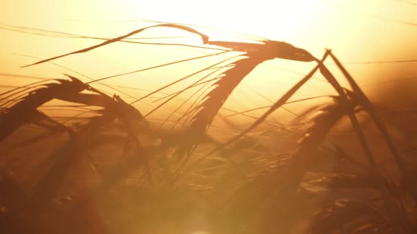 Espigas Trigo Dobladas Esperando Ser Cosechadas Una Granja Grande Atardecer — Vídeos de Stock