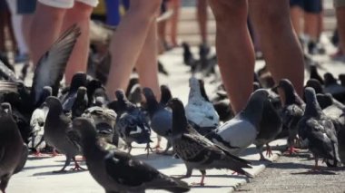 Atina, Yunanistan - 15 Ağustos 2019:Yavaş hareket te yaz güneşli bir günde Yunan Parlamentosu önünde turistlerin ayakları ile büyük bir kare üzerinde giden ve tohum arayan birçok gri güvercincheerul closeup