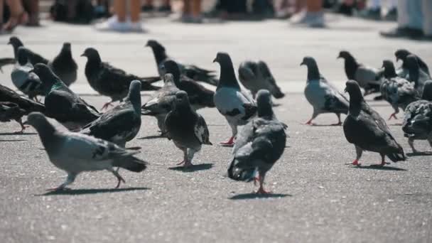 灰鸽子走和寻找种子在一个大广场上在慢动作令人兴奋的视图许多灰色鸽子走和寻找食物在一个大广场上与游客的脚在希腊议会在阳光明媚的一天在夏季慢动作 — 图库视频影像