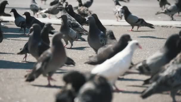 许多灰色和白色的鸽子在雅典的一个大广场上寻找食物 在一片白色和灰色的鸽子的Slo Mo令人印象深刻的景色 寻求食物 步行和飞走在雅典一个宽敞的广场在一个阳光明媚的一天 在夏天的一个阳光明媚的一天 在Slo — 图库视频影像
