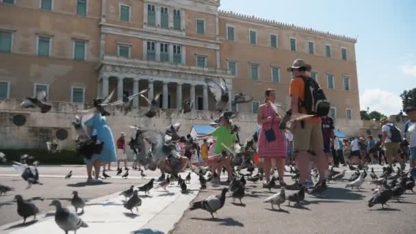Афины Греция Августа 2019 Года Веселый Вид Большое Стадо Голубей — стоковое видео