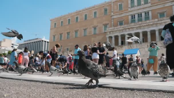 Atenas Grecia Agosto 2019 Emocionante Vista Enormes Bandadas Palomas Turistas — Vídeo de stock