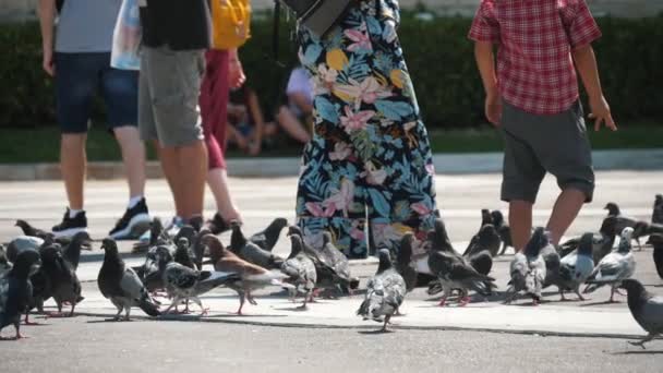 아테네 그리스 2019 관광객의 다리와 비둘기의 무리비행과 모에서 여름에 화창한 — 비디오