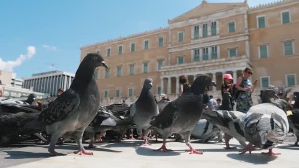 Ateny Grecja Sierpnia 2019 Oryginalny Widok Dużego Stada Szarych Gołębi — Wideo stockowe