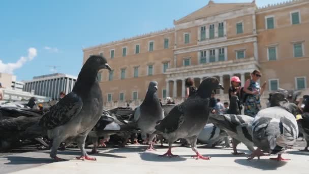 Atenas Grécia Agosto 2019 Vista Original Grande Bando Pombos Cinzentos — Vídeo de Stock