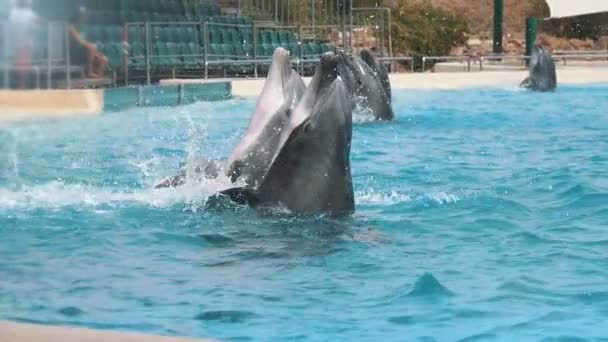 Varios Delfines Jugando Salpicando Una Piscina Día Soleado Cámara Lenta — Vídeo de stock