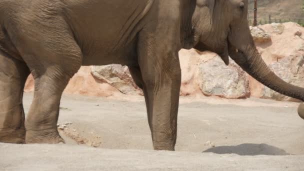 Éléphant prenant du sable et se jetant sur lui dans un zoo au ralenti Vue magnifique d'un gros éléphant debout de profil, prenant du sable avec son tronc et jetant sur le côté avec lui par une journée ensoleillée en été au ralenti .