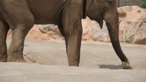ゾウは砂を取り スローモーションで動物園で自分自身を覆い プロファイルに立っている大きな象の印象的な眺め そのトランクで砂を取り スローモーションで夏の晴れた日に背中を覆う — ストック動画