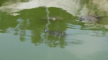 Yazın yeşil sularla dolu bir havuzda yüzen ve yiyecek arayan sayısız kaplumbağa benekli kabuklu birkaç kaplumbağayı yazın güneşli bir günde yeşil suyla dolu bir havuzda yüzerken ve yiyecek ararken görmek çok etkileyici. Aktif ve komik görünüyorlar..