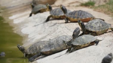 Yazın, küçük bir gölün taşlı bir kıyısında birkaç sıradan kaplumbağa güneşli bir yaz gününde güneşli bir göletin taşlı bir kıyısında uzanan ve bronzlaşan birkaç kaplumbağanın etkileyici manzarası uzanıyor. İyimser ve rahat görünüyorlar..