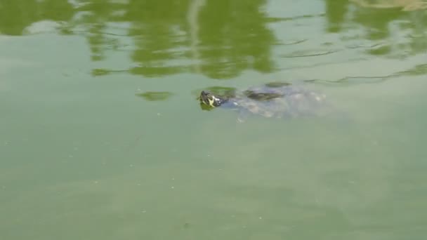 Kleine Fleckschildkröte Die Einem Sonnigen Sommertag Einem Dunkelgrünen Teich Schwimmt — Stockvideo