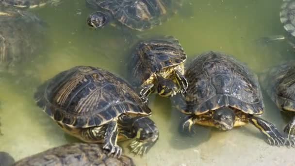 在阳光灿烂的一天 许多爬行动物在有绿水的游泳池里游泳 许多带斑点壳的乌龟在池塘里游泳 在有绿水的池塘里觅食 他们看起来很好 — 图库视频影像