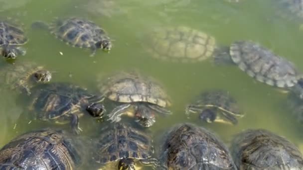 Sporo Żółwi Pływających Szukających Pożywienia Basenie Zieloną Wodą Latem Ekscytujący — Wideo stockowe